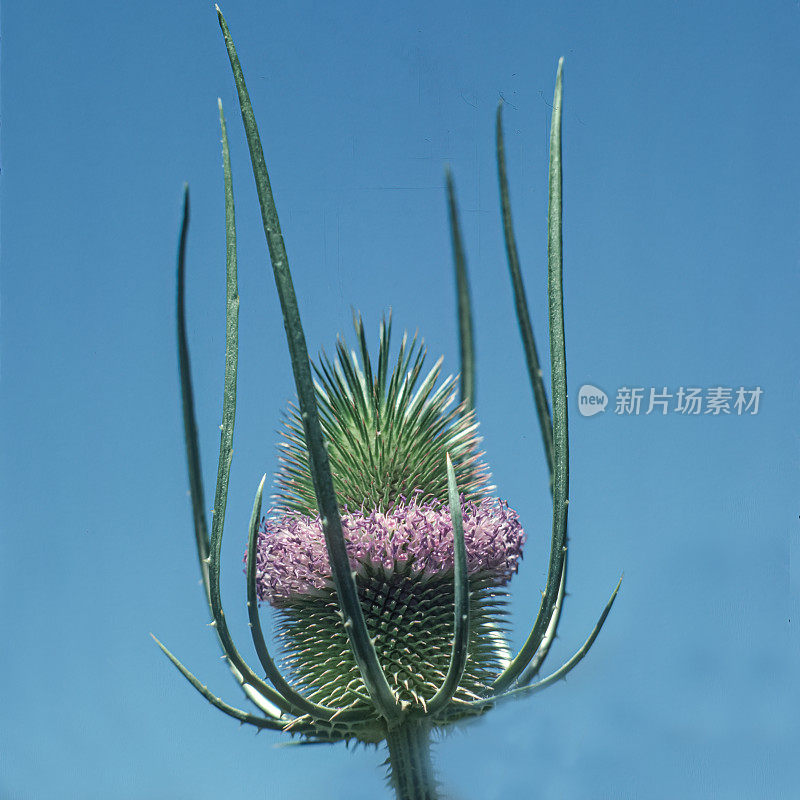 龙舌兰(Dipsacus fullonum)是一种开花植物，俗称野生龙舌兰或富勒龙舌兰。介绍了。忍冬科